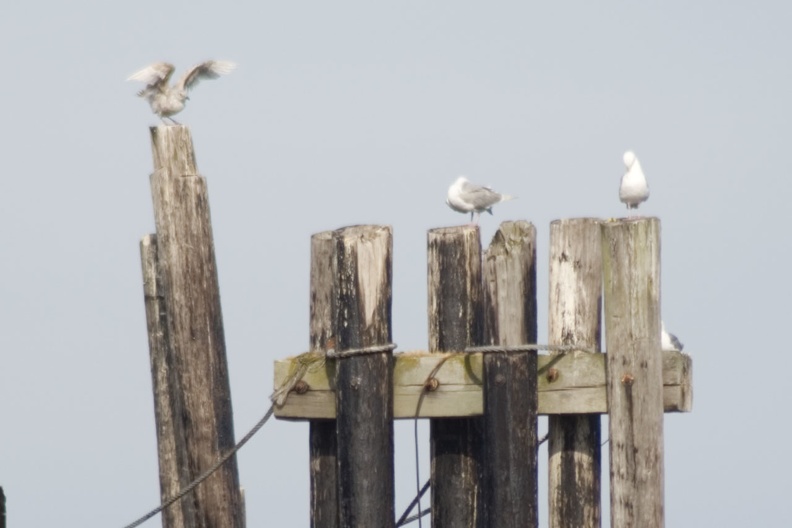 313-1065 Seagulls at Pier.jpg